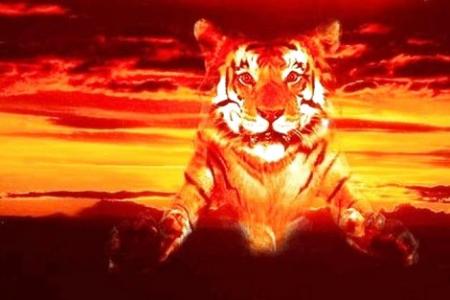 le tigre au coucher du soleil